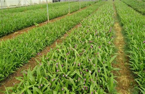 白芨栽培流程与实施方案 1