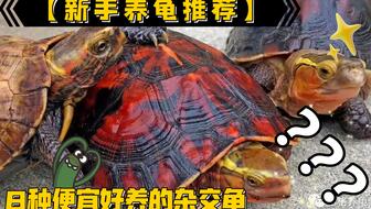 新手养护金钱龟的实用指南 3
