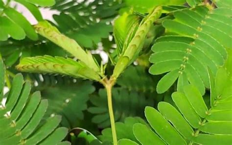 如何成功养护含羞草 4