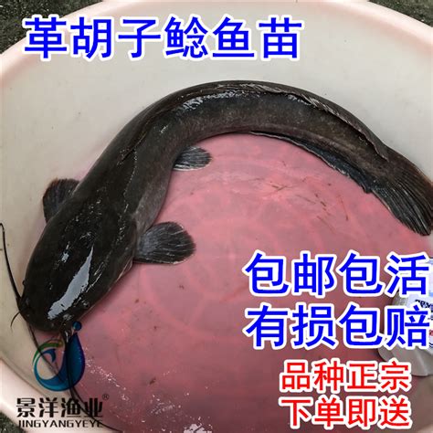 塘角鱼与鲶鱼：一文读懂两者大不同 3