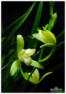 兰花种植指南 1