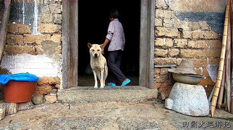 萌宠狂欢！田园犬搞笑逗趣视频大集锦，让你笑到停不下来！ 4