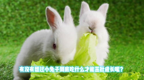 萌宠秘籍：打造幸福小兔生活的全攻略 3