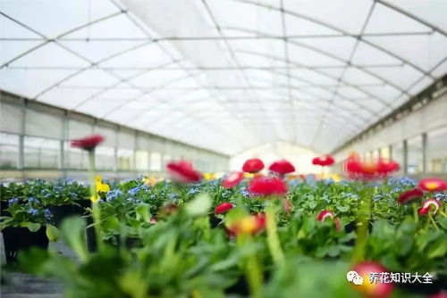 冬季花卉保暖指南 1