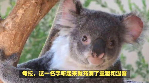 树袋熊是哪个国家的珍贵原始树栖动物？ 2