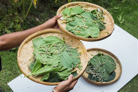 揭秘蚕宝宝的饮食奥秘 1