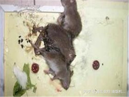 高效灭鼠妙招 1