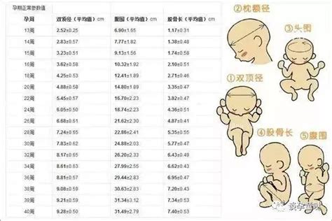 Beta性别的定义与解析 2