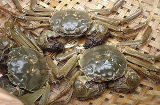 保持活螃蟹最新鲜的保存方法 2