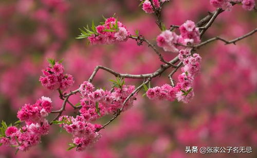 桃花坞桃花庵及其桃花仙人的故事是怎样的？ 3