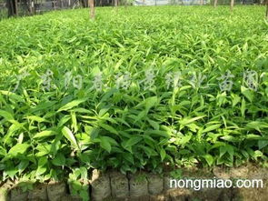 茴香苗的种植与养护技巧 1