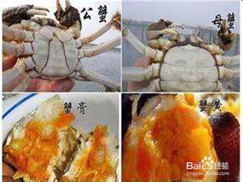 轻松学会：如何辨别螃蟹的公母差异 1