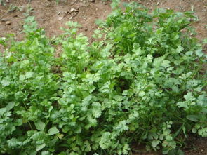 轻松学会：家庭种植香菜全攻略 4