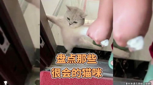 有哪些不容错过的猫咪精彩视频大盘点？求推荐！ 1