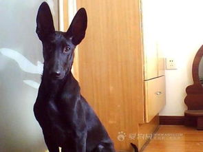 探索比利时玛利诺犬：独特而迷人的性情特质 2