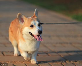 揭秘！柯基犬断尾的背后故事，你绝对不知道的原因！ 2