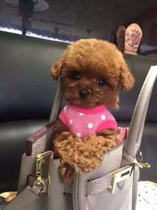 茶杯泰迪犬的饲养难易程度如何？ 2