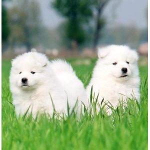 中国萨摩耶犬售价概览 1