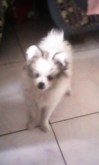 揭秘：如何准确判断蝴蝶犬的年龄？ 2