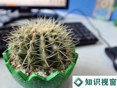 揭秘：仙人掌是否真的能有效抵御电脑辐射？ 3