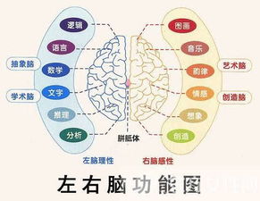 左右脑思维大比拼：哪种更胜一筹？ 1