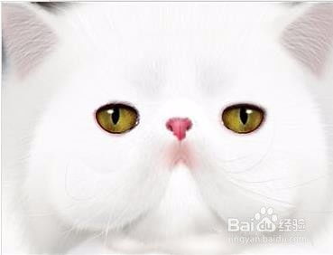 用PS打造超萌毛绒小猫咪设计教程 1