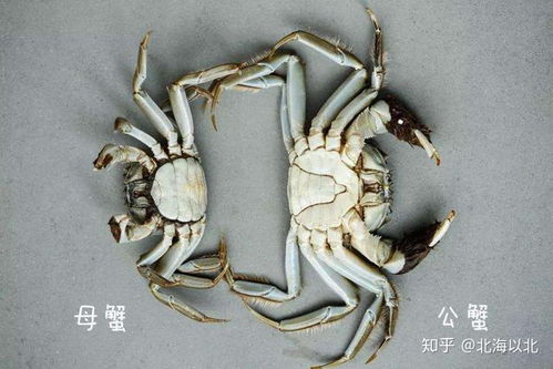 如何区分螃蟹的公母 2