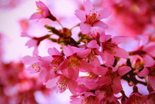 若我为青帝，誓与桃花共绽放 2