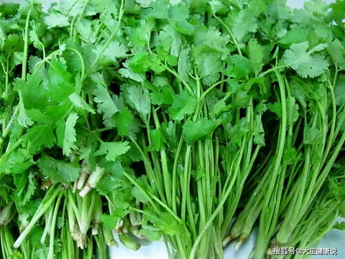 轻松学会：家庭种植香菜全攻略 2