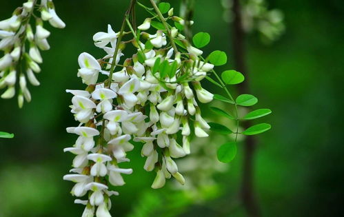 槐花的保存方法 1